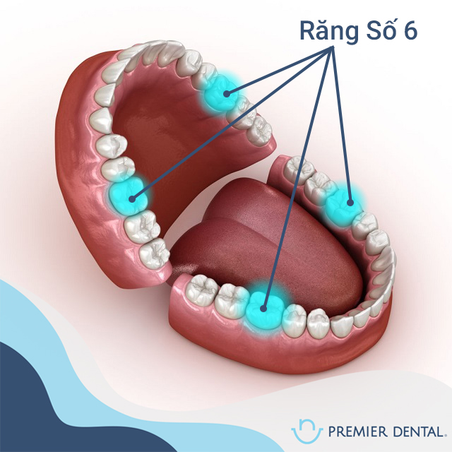 Răng Số 6 là răng nào?